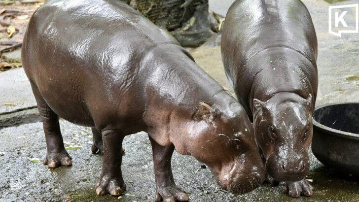 Moo Deng turns two as Khao Kheow opens Hippo Village