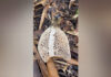 Rare bridal veil stinkhorn mushroom found in Phayao forest Rare bridal veil stinkhorn mushroom found in Phayao forest