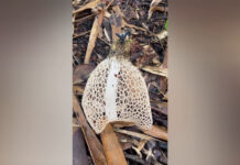 Rare bridal veil stinkhorn mushroom found in Phayao forest Rare bridal veil stinkhorn mushroom found in Phayao forest