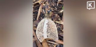 Rare bridal veil stinkhorn mushroom found in Phayao forest Rare bridal veil stinkhorn mushroom found in Phayao forest