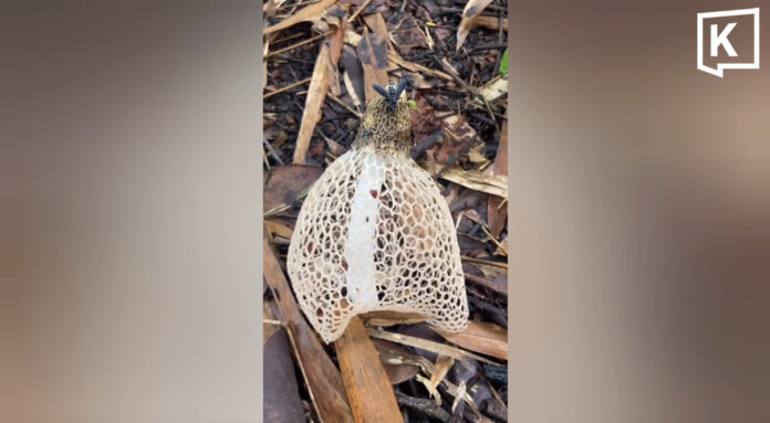 Rare bridal veil stinkhorn mushroom found in Phayao forest Rare bridal veil stinkhorn mushroom found in Phayao forest