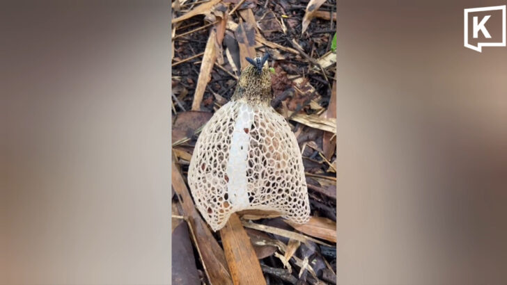 Rare bridal veil stinkhorn mushroom found in Phayao forest