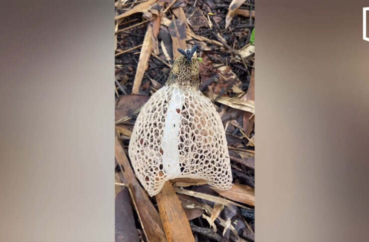 Rare bridal veil stinkhorn mushroom found in Phayao forest Rare bridal veil stinkhorn mushroom found in Phayao forest