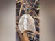 Rare bridal veil stinkhorn mushroom found in Phayao forest Rare bridal veil stinkhorn mushroom found in Phayao forest