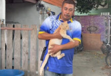 Rescuers perform CPR to save cat hit by pickup, reviving it against the odds Rescuers perform CPR to save cat hit by pickup, reviving it against the odds