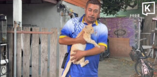 Rescuers perform CPR to save cat hit by pickup, reviving it against the odds Rescuers perform CPR to save cat hit by pickup, reviving it against the odds