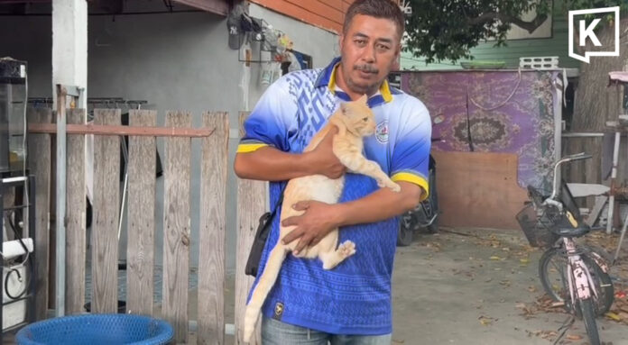 Rescuers perform CPR to save cat hit by pickup, reviving it against the odds Rescuers perform CPR to save cat hit by pickup, reviving it against the odds
