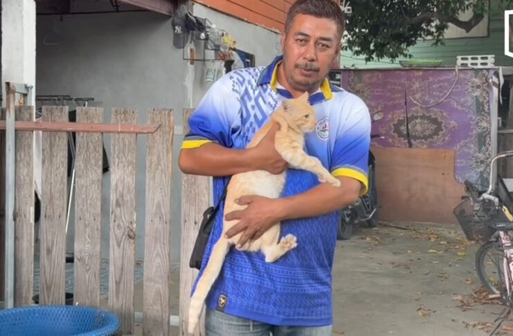 Rescuers perform CPR to save cat hit by pickup, reviving it against the odds Rescuers perform CPR to save cat hit by pickup, reviving it against the odds