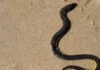 Sea snake found on Kamala Beach safely returned to sea by lifeguards Sea snake found on Kamala Beach safely returned to sea by lifeguards