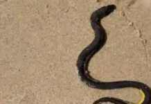 Sea snake found on Kamala Beach safely returned to sea by lifeguards Sea snake found on Kamala Beach safely returned to sea by lifeguards