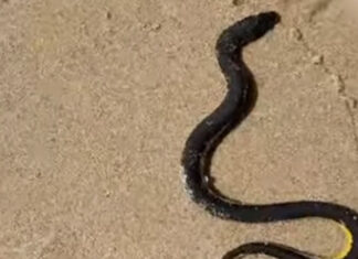 Sea snake found on Kamala Beach safely returned to sea by lifeguards Sea snake found on Kamala Beach safely returned to sea by lifeguards