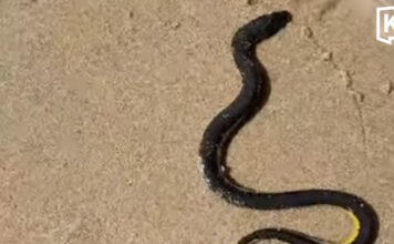 Sea snake found on Kamala Beach safely returned to sea by lifeguards Sea snake found on Kamala Beach safely returned to sea by lifeguards
