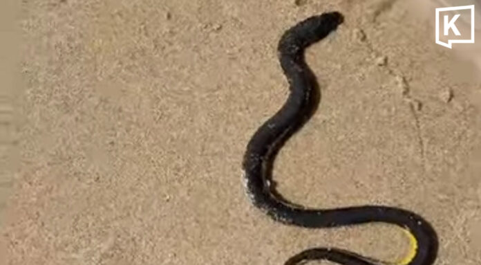 Sea snake found on Kamala Beach safely returned to sea by lifeguards