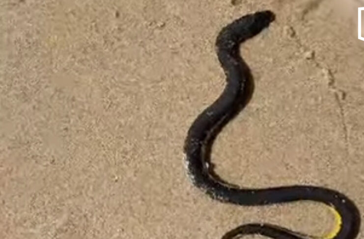 Sea snake found on Kamala Beach safely returned to sea by lifeguards Sea snake found on Kamala Beach safely returned to sea by lifeguards