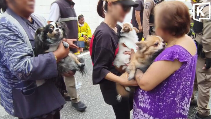 Three dogs rescued after e-bike causes house fire