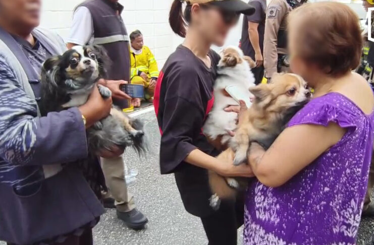 Three dogs rescued after e-bike causes house fire