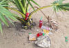 Tourists apologise after taking offering coconut in Pattaya Tourists apologise after taking offering coconut in Pattaya