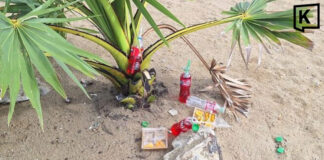 Tourists apologise after taking offering coconut in Pattaya Tourists apologise after taking offering coconut in Pattaya