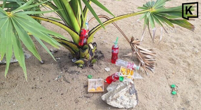 Tourists apologise after taking offering coconut in Pattaya Tourists apologise after taking offering coconut in Pattaya