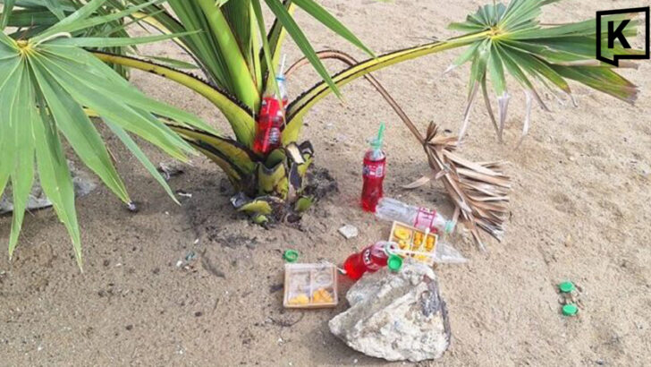 Tourists apologise after taking offering coconut in Pattaya