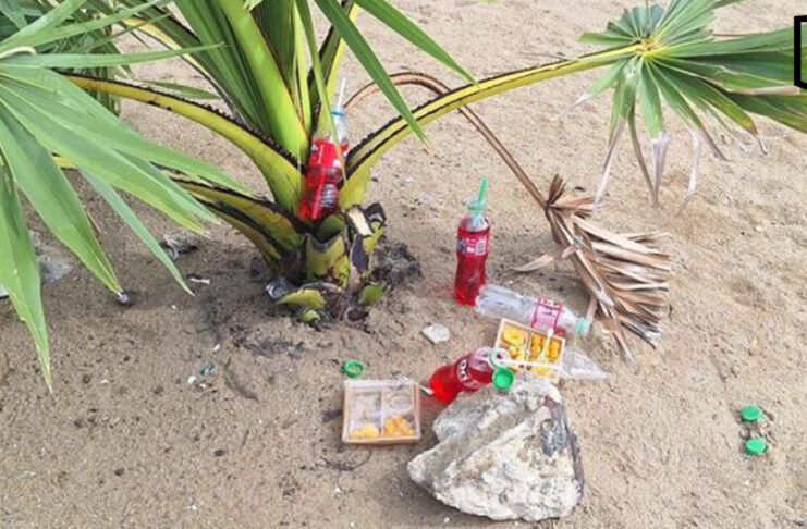 Tourists apologise after taking offering coconut in Pattaya Tourists apologise after taking offering coconut in Pattaya