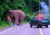 Welfare groups demand inquiry into elephant firecracker case Welfare groups demand inquiry into elephant firecracker case