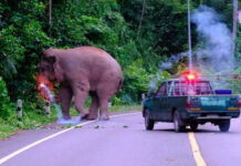 Welfare groups demand inquiry into elephant firecracker case Welfare groups demand inquiry into elephant firecracker case