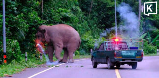 Firecracker thrown at Khao Yai elephant sparks outrage Welfare groups demand inquiry into elephant firecracker case