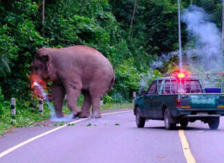 Firecracker thrown at Khao Yai elephant sparks outrage Welfare groups demand inquiry into elephant firecracker case