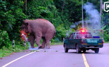 Firecracker thrown at Khao Yai elephant sparks outrage Welfare groups demand inquiry into elephant firecracker case