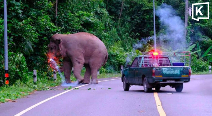 Welfare groups demand inquiry into elephant firecracker case Welfare groups demand inquiry into elephant firecracker case