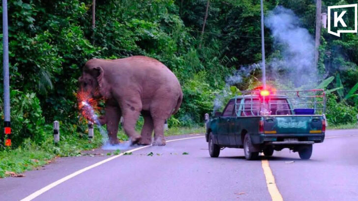 Welfare groups demand inquiry into elephant firecracker case