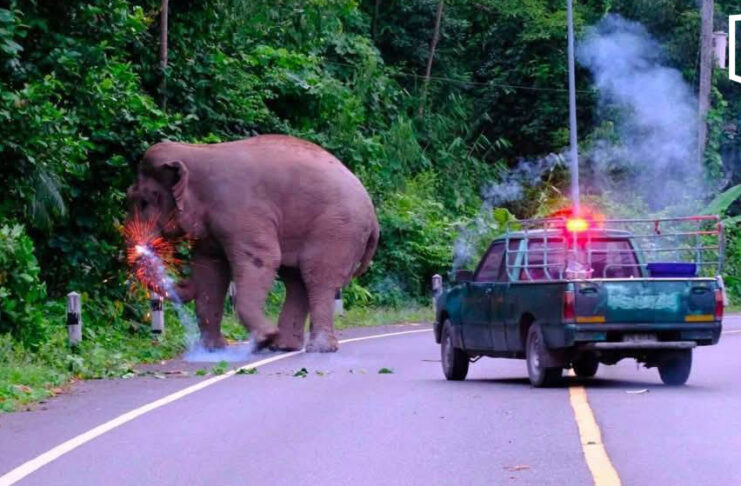 Firecracker thrown at Khao Yai elephant sparks outrage Welfare groups demand inquiry into elephant firecracker case