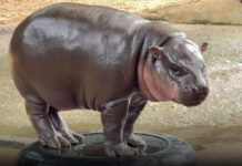 Moo Deng turns two as Khao Kheow Open Zoo celebrates pygmy hippo’s birthday Moo Deng turns two as Khao Kheow Open Zoo celebrates pygmy hippo's birthday
