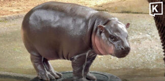 Moo Deng turns two as Khao Kheow Open Zoo celebrates pygmy hippo’s birthday Moo Deng turns two as Khao Kheow Open Zoo celebrates pygmy hippo's birthday
