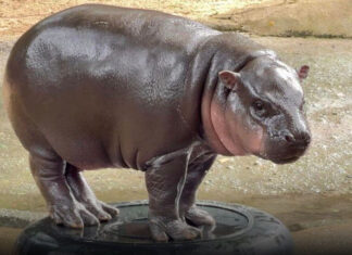 Moo Deng turns two as Khao Kheow Open Zoo celebrates pygmy hippo’s birthday Moo Deng turns two as Khao Kheow Open Zoo celebrates pygmy hippo's birthday