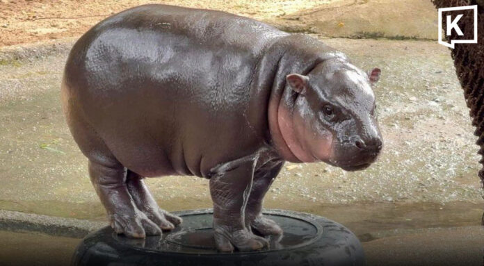 Moo Deng turns two as Khao Kheow Open Zoo celebrates pygmy hippo's birthday