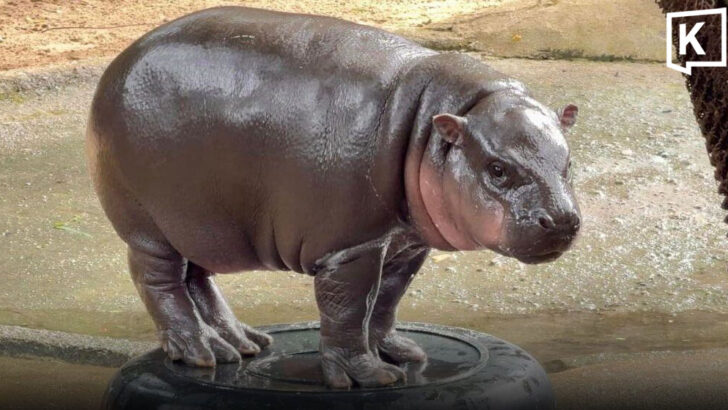 Moo Deng turns two as Khao Kheow Open Zoo celebrates pygmy hippo’s birthday