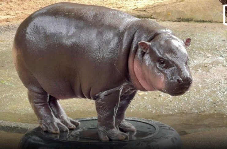 Moo Deng turns two as Khao Kheow Open Zoo celebrates pygmy hippo’s birthday Moo Deng turns two as Khao Kheow Open Zoo celebrates pygmy hippo's birthday