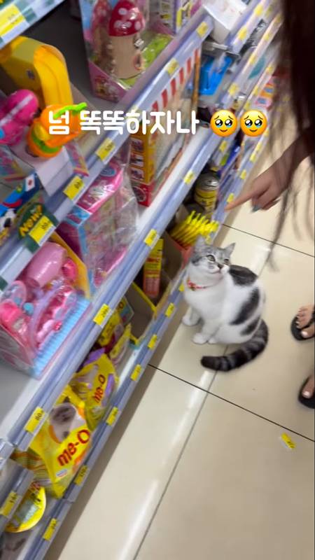 cat 4 002 0
