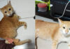 Owner seeks probe as disabled cat remains missing for seventh day Owner seeks probe as disabled cat remains missing for seventh day