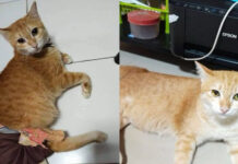 Owner seeks probe as disabled cat remains missing for seventh day Owner seeks probe as disabled cat remains missing for seventh day