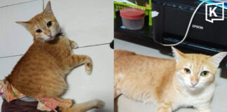 Owner seeks probe as disabled cat remains missing for seventh day Owner seeks probe as disabled cat remains missing for seventh day