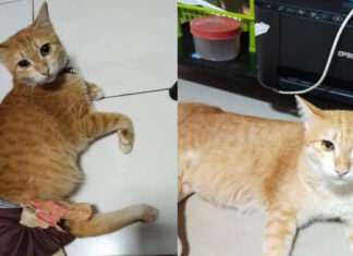 Owner seeks probe as disabled cat remains missing for seventh day Owner seeks probe as disabled cat remains missing for seventh day