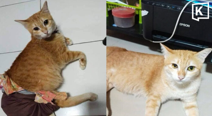 cat_headline_0 Owner seeks probe as disabled cat remains missing for seventh day