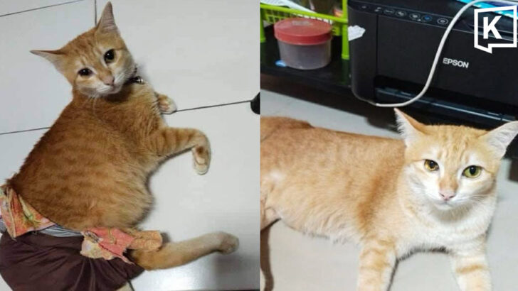 Owner seeks probe as disabled cat remains missing for seventh day