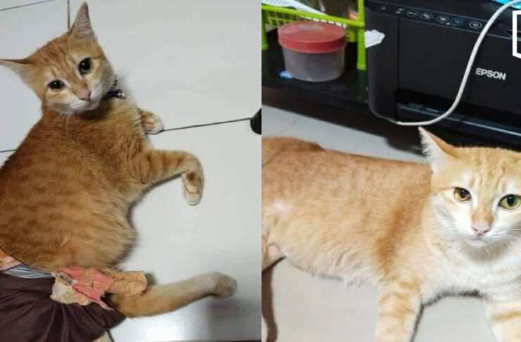 Owner seeks probe as disabled cat remains missing for seventh day Owner seeks probe as disabled cat remains missing for seventh day