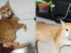 Owner seeks probe as disabled cat remains missing for seventh day Owner seeks probe as disabled cat remains missing for seventh day