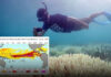 Purple alert as rising sea temperatures signal imminent coral bleaching crisis Purple alert as rising sea temperatures signal imminent coral bleaching crisis
