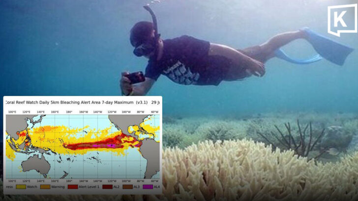 Purple alert as rising sea temperatures signal imminent coral bleaching crisis